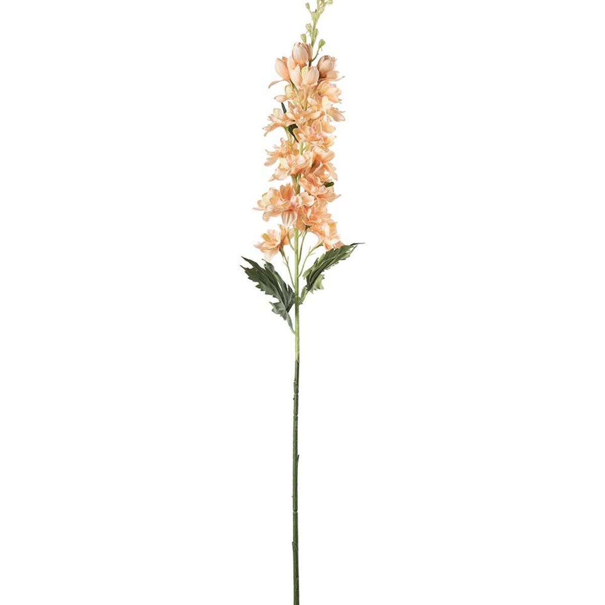 Delphinium 75 cm, Fersken