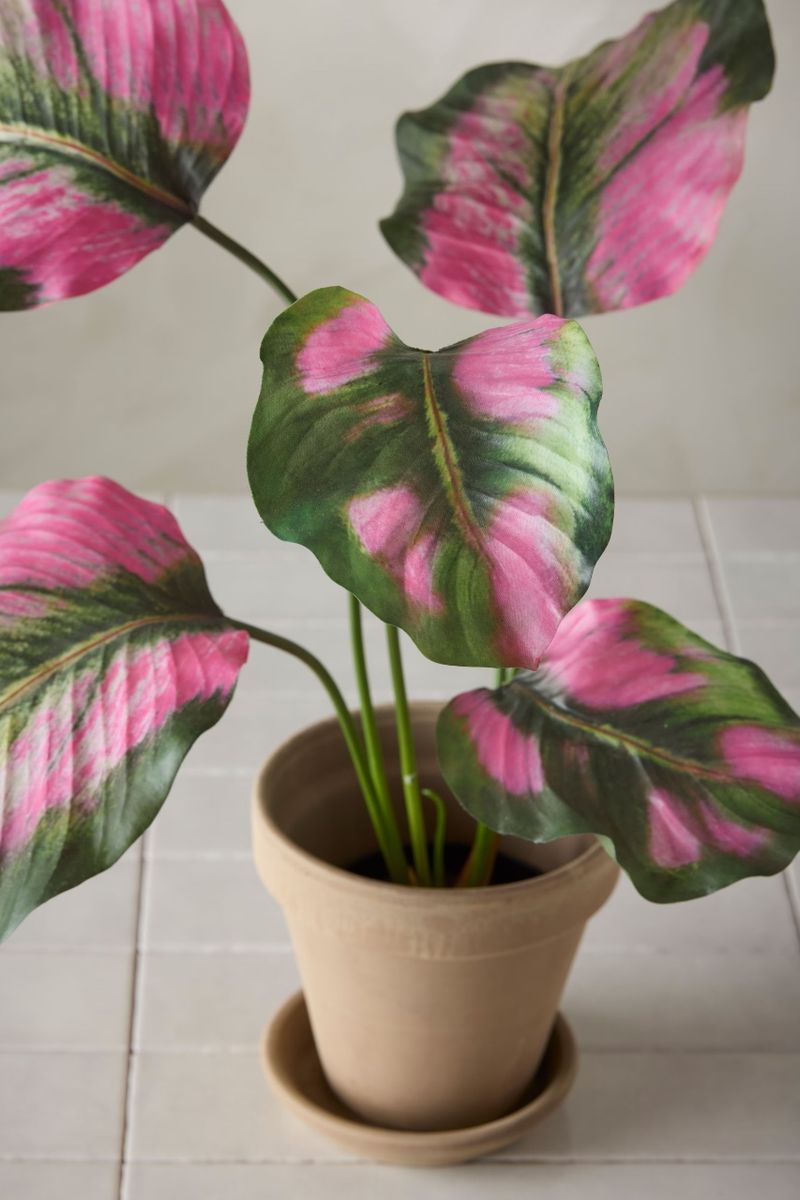 Calathea potteplante 55 cm - Rosa