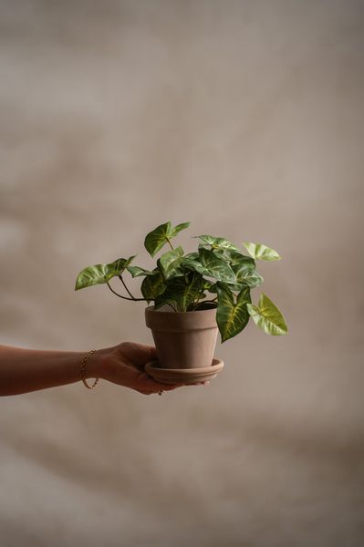 Hovedbilde Gåsfot 20 cm