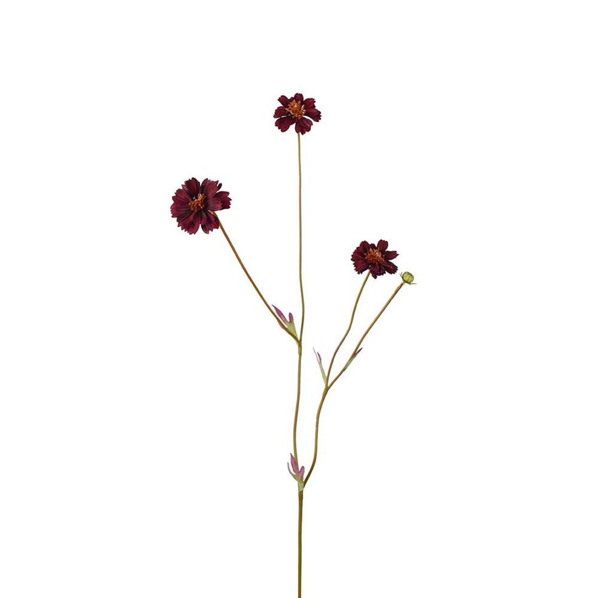 Coreopsis 57 cm, Burgunder