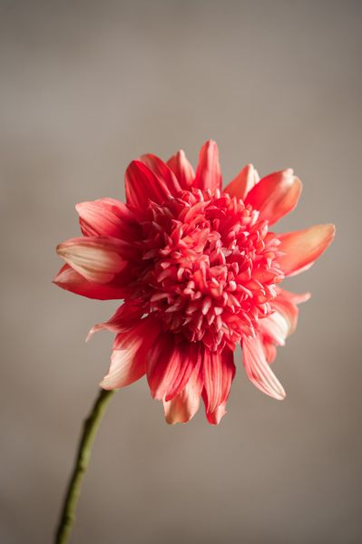 Hovedbilde Dahlia 62 cm, Korall