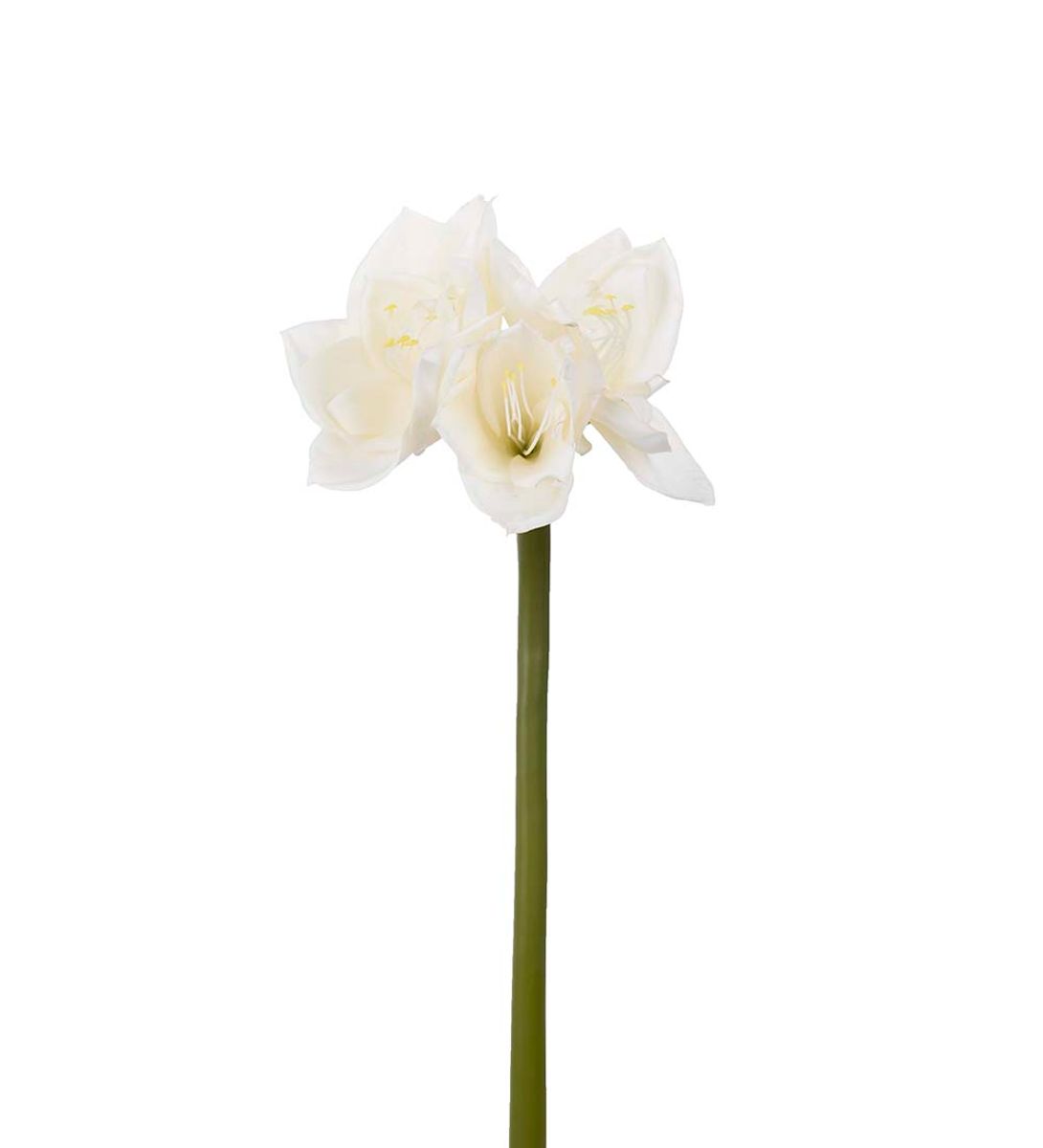 Amaryllis 60 cm, Krem