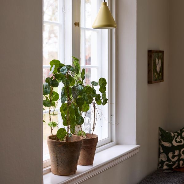 Hovedbilde Stephania potteplante 55 cm